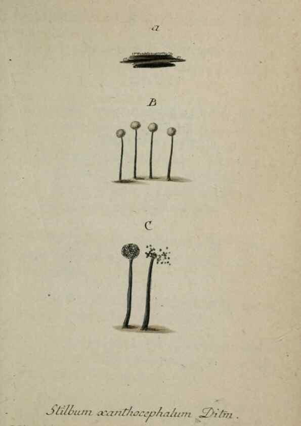 Reproducción/Reproduction 8959418970: Deutschlands Flora in Abbildungen nach der Natur :. Nürnberg,1817-