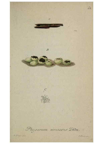 Reproducción/Reproduction 8959420122: Deutschlands Flora in Abbildungen nach der Natur :. Nürnberg,1817-