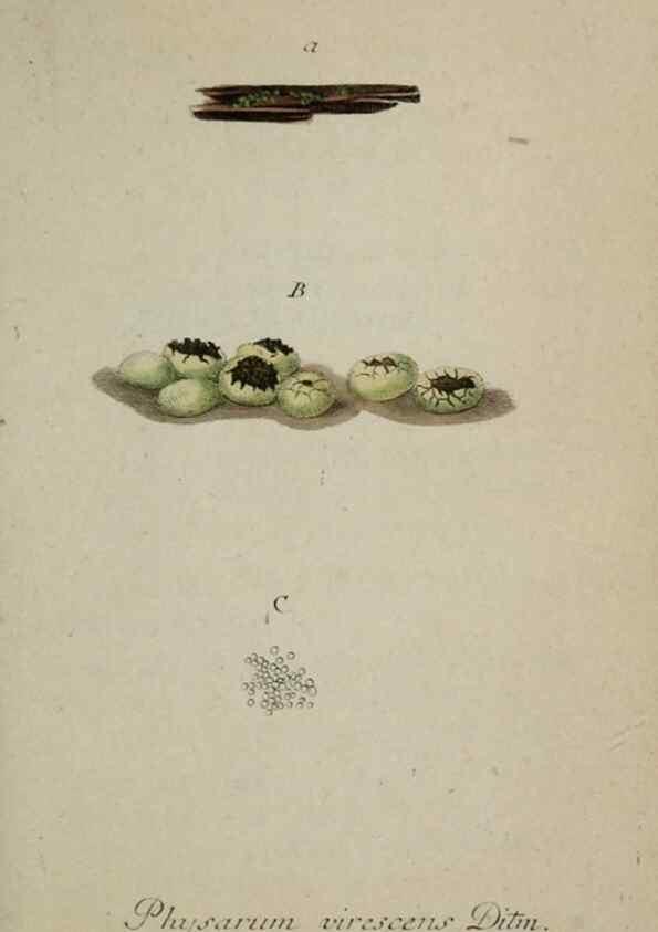 Reproducción/Reproduction 8959420122: Deutschlands Flora in Abbildungen nach der Natur :. Nürnberg,1817-