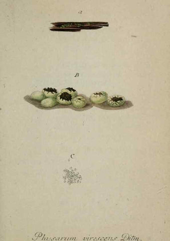 Reproducción/Reproduction 8959420122: Deutschlands Flora in Abbildungen nach der Natur :. Nürnberg,1817-