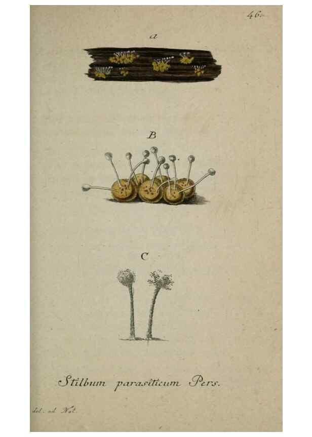 Reproducción/Reproduction 8959402142: Deutschlands Flora in Abbildungen nach der Natur :. Nürnberg,1817-