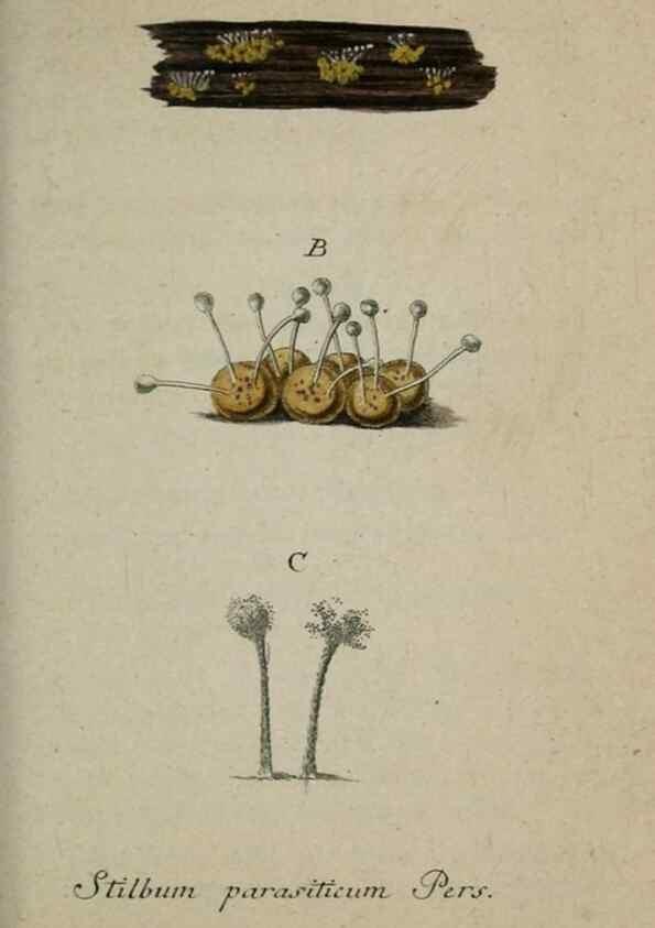 Reproducción/Reproduction 8959402142: Deutschlands Flora in Abbildungen nach der Natur :. Nürnberg,1817-