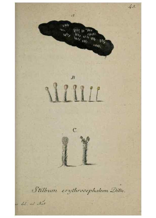 Reproducción/Reproduction 8959400778: Deutschlands Flora in Abbildungen nach der Natur :. Nürnberg,1817-