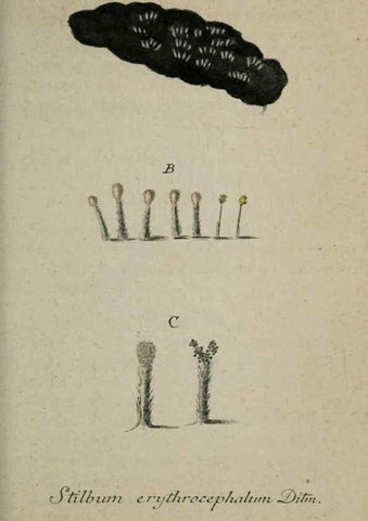 Reproducción/Reproduction 8959400778: Deutschlands Flora in Abbildungen nach der Natur :. Nürnberg,1817-