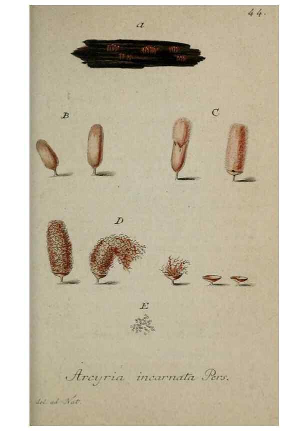 Reproducción/Reproduction 8958202645: Deutschlands Flora in Abbildungen nach der Natur :. Nürnberg,1817-