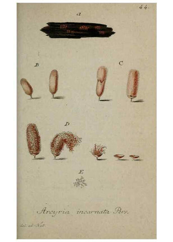 Reproducción/Reproduction 8958202645: Deutschlands Flora in Abbildungen nach der Natur :. Nürnberg,1817-
