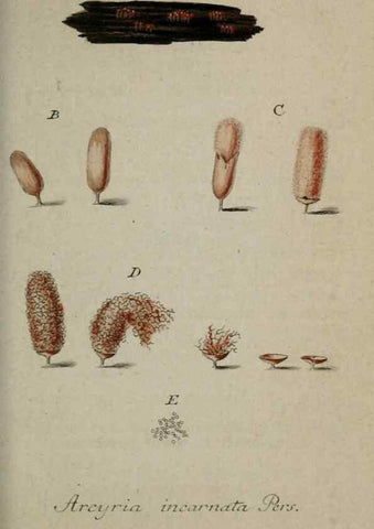 Reproducción/Reproduction 8958202645: Deutschlands Flora in Abbildungen nach der Natur :. Nürnberg,1817-