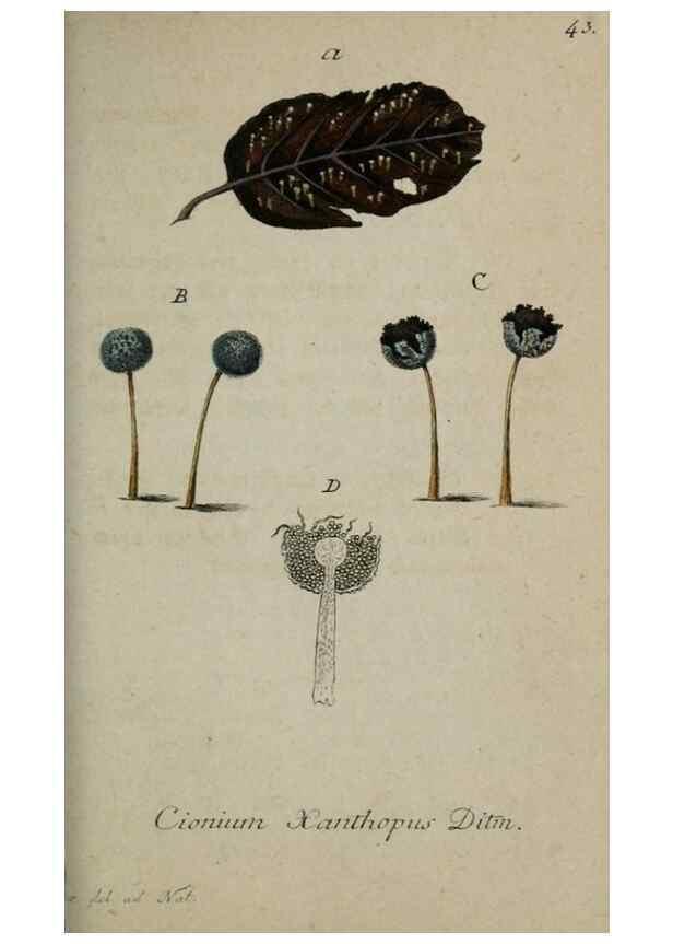 Reproducción/Reproduction 8959398536: Deutschlands Flora in Abbildungen nach der Natur :. Nürnberg,1817-
