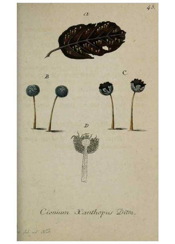Reproducción/Reproduction 8959398536: Deutschlands Flora in Abbildungen nach der Natur :. Nürnberg,1817-