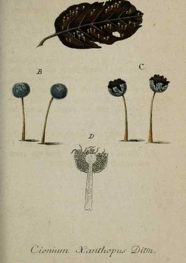 Reproducción/Reproduction 8959398536: Deutschlands Flora in Abbildungen nach der Natur :. Nürnberg,1817-