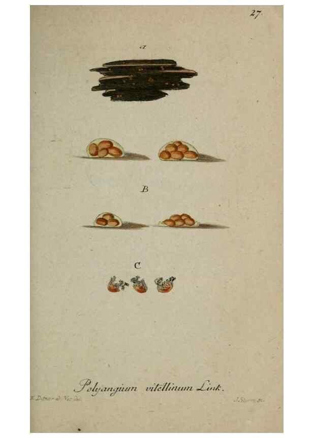 Reproducción/Reproduction 8958179311: Deutschlands Flora in Abbildungen nach der Natur :. Nürnberg,1817-