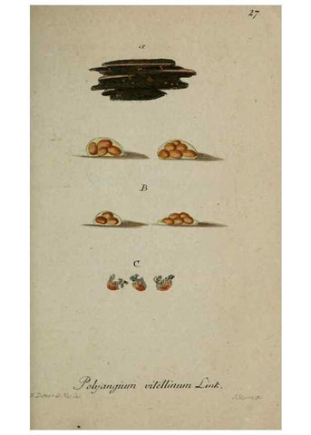 Reproducción/Reproduction 8958179311: Deutschlands Flora in Abbildungen nach der Natur :. Nürnberg,1817-