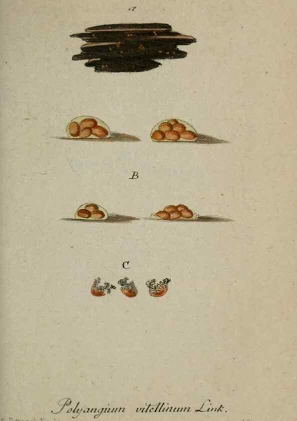 Reproducción/Reproduction 8958179311: Deutschlands Flora in Abbildungen nach der Natur :. Nürnberg,1817-