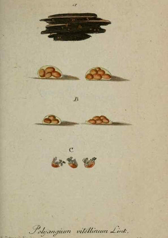 Reproducción/Reproduction 8958179311: Deutschlands Flora in Abbildungen nach der Natur :. Nürnberg,1817-