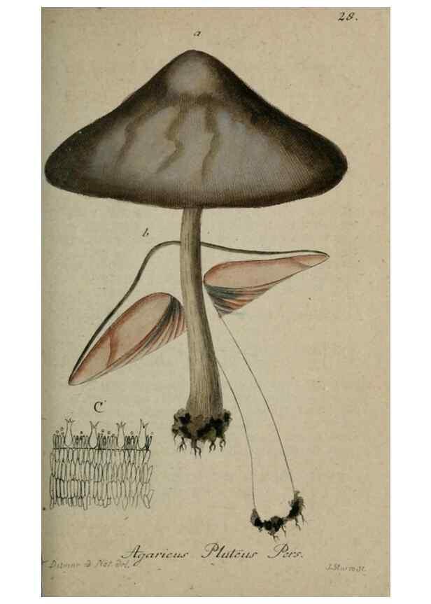 Reproducción/Reproduction 8959379430: Deutschlands Flora in Abbildungen nach der Natur :. Nürnberg,1817-