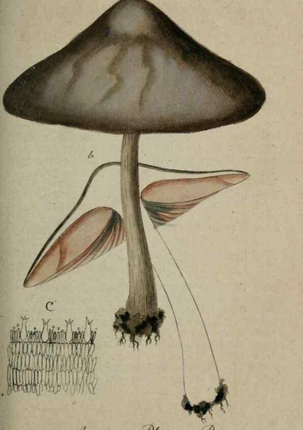 Reproducción/Reproduction 8959379430: Deutschlands Flora in Abbildungen nach der Natur :. Nürnberg,1817-