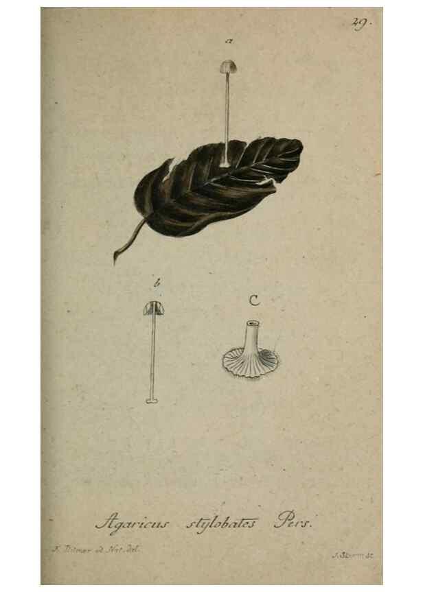 Reproducción/Reproduction 8959380550: Deutschlands Flora in Abbildungen nach der Natur :. Nürnberg,1817-