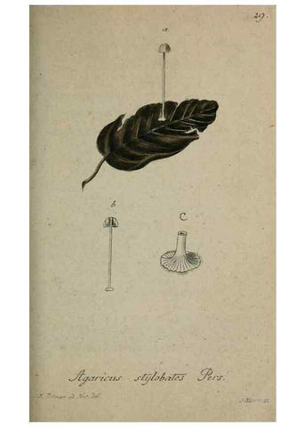 Reproducción/Reproduction 8959380550: Deutschlands Flora in Abbildungen nach der Natur :. Nürnberg,1817-