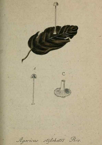 Reproducción/Reproduction 8959380550: Deutschlands Flora in Abbildungen nach der Natur :. Nürnberg,1817-