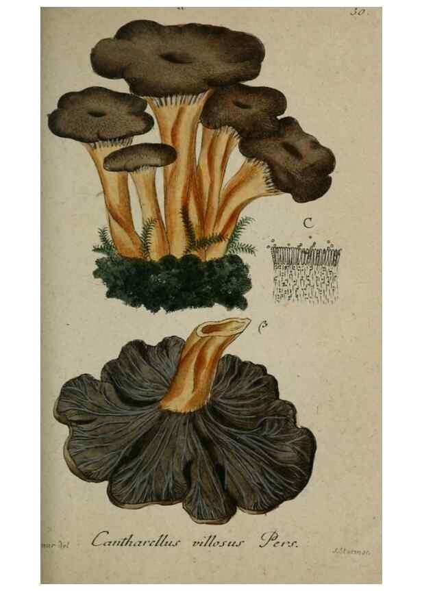 Reproducción/Reproduction 8958184335: Deutschlands Flora in Abbildungen nach der Natur :. Nürnberg,1817-