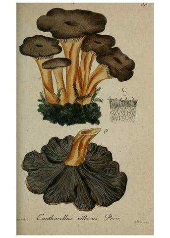Reproducción/Reproduction 8958184335: Deutschlands Flora in Abbildungen nach der Natur :. Nürnberg,1817-