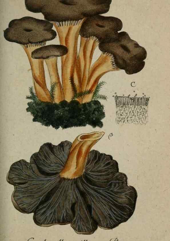 Reproducción/Reproduction 8958184335: Deutschlands Flora in Abbildungen nach der Natur :. Nürnberg,1817-