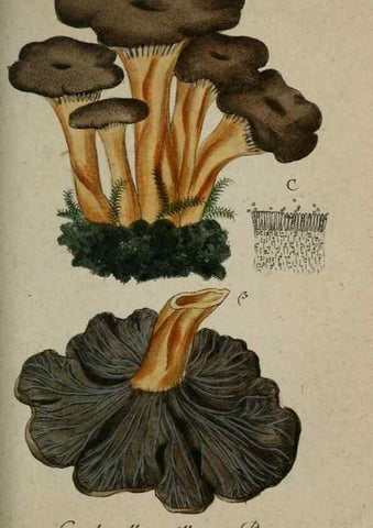 Reproducción/Reproduction 8958184335: Deutschlands Flora in Abbildungen nach der Natur :. Nürnberg,1817-