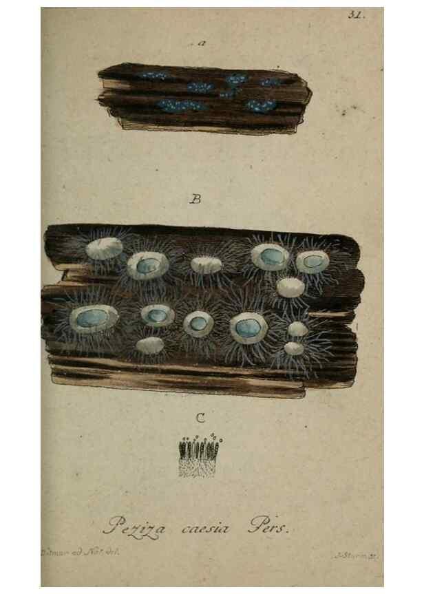 Reproducción/Reproduction 8959383336: Deutschlands Flora in Abbildungen nach der Natur :. Nürnberg,1817-