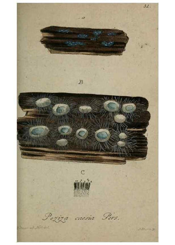Reproducción/Reproduction 8959383336: Deutschlands Flora in Abbildungen nach der Natur :. Nürnberg,1817-
