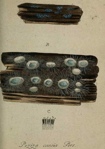 Reproducción/Reproduction 8959383336: Deutschlands Flora in Abbildungen nach der Natur :. Nürnberg,1817-