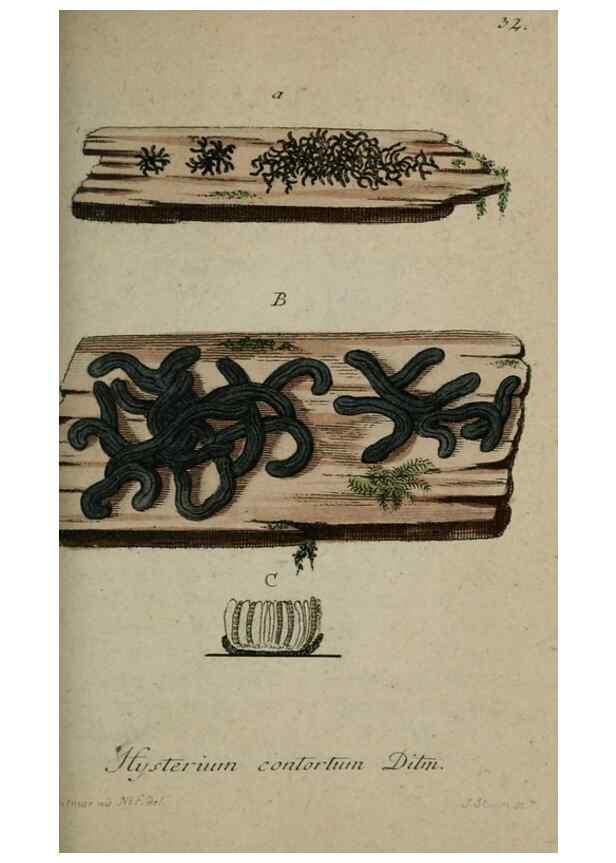 Reproducción/Reproduction 8958187083: Deutschlands Flora in Abbildungen nach der Natur :. Nürnberg,1817-