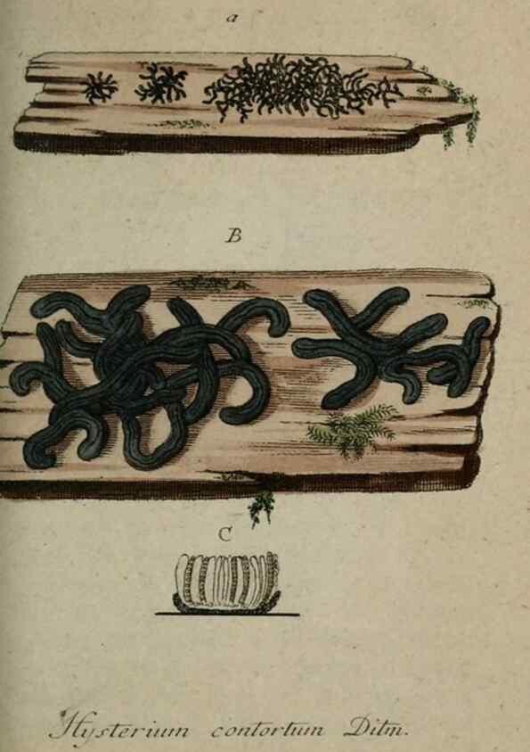Reproducción/Reproduction 8958187083: Deutschlands Flora in Abbildungen nach der Natur :. Nürnberg,1817-