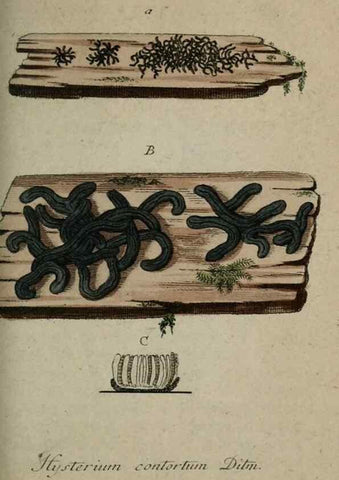 Reproducción/Reproduction 8958187083: Deutschlands Flora in Abbildungen nach der Natur :. Nürnberg,1817-