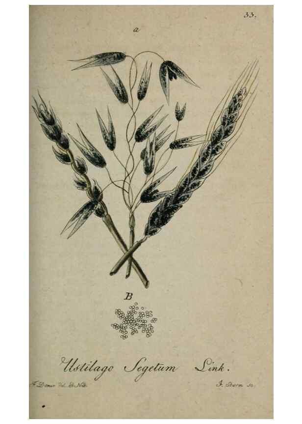 Reproducción/Reproduction 8959385590: Deutschlands Flora in Abbildungen nach der Natur :. Nürnberg,1817-