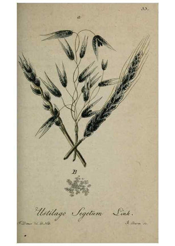Reproducción/Reproduction 8959385590: Deutschlands Flora in Abbildungen nach der Natur :. Nürnberg,1817-