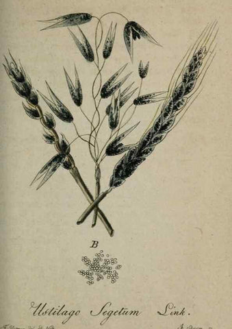 Reproducción/Reproduction 8959385590: Deutschlands Flora in Abbildungen nach der Natur :. Nürnberg,1817-