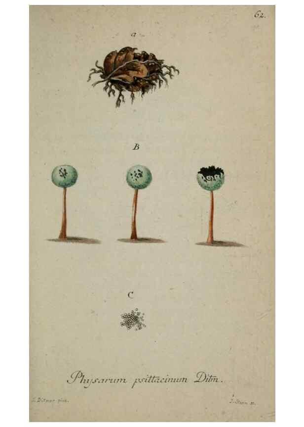 Reproducción/Reproduction 8959421192: Deutschlands Flora in Abbildungen nach der Natur :. Nürnberg,1817-