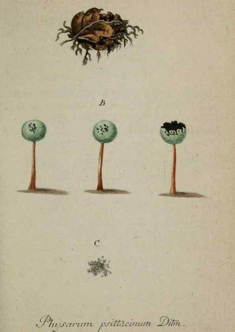 Reproducción/Reproduction 8959421192: Deutschlands Flora in Abbildungen nach der Natur :. Nürnberg,1817-