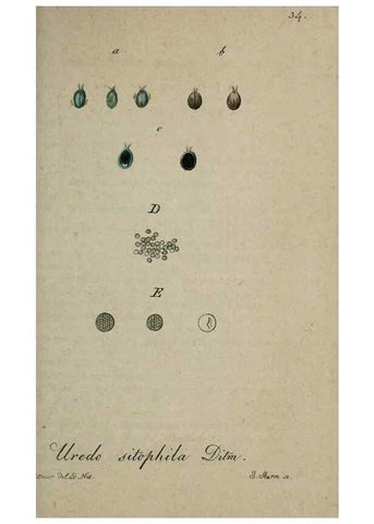Reproducción/Reproduction 8958190089: Deutschlands Flora in Abbildungen nach der Natur :. Nürnberg,1817-