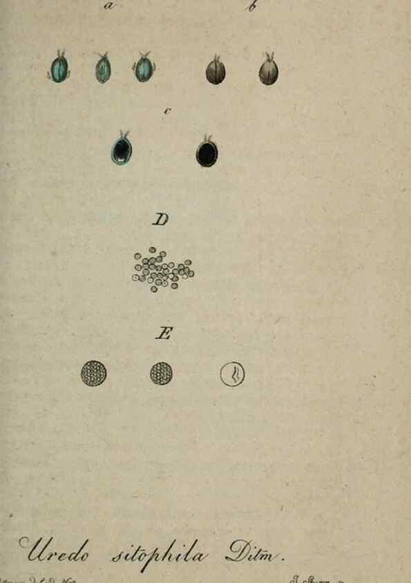 Reproducción/Reproduction 8958190089: Deutschlands Flora in Abbildungen nach der Natur :. Nürnberg,1817-