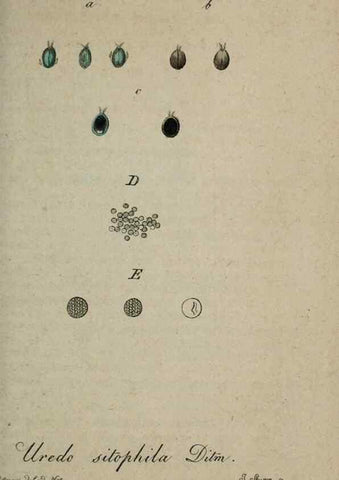 Reproducción/Reproduction 8958190089: Deutschlands Flora in Abbildungen nach der Natur :. Nürnberg,1817-