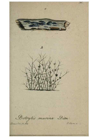 Reproducción/Reproduction 8959390034: Deutschlands Flora in Abbildungen nach der Natur :. Nürnberg,1817-