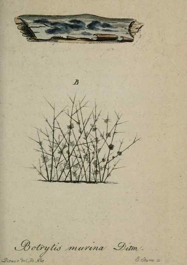 Reproducción/Reproduction 8959390034: Deutschlands Flora in Abbildungen nach der Natur :. Nürnberg,1817-