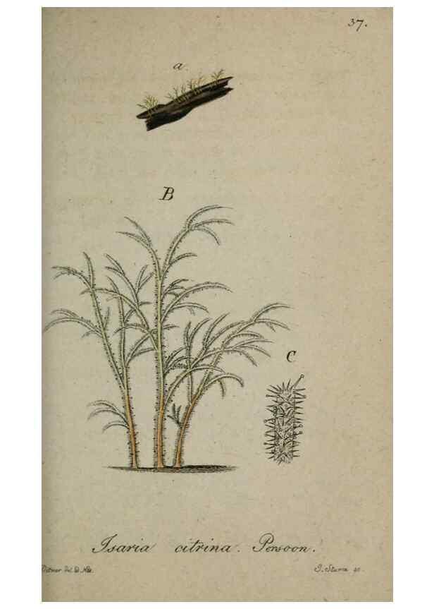 Reproducción/Reproduction 8958194053: Deutschlands Flora in Abbildungen nach der Natur :. Nürnberg,1817-