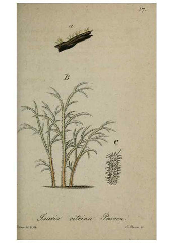 Reproducción/Reproduction 8958194053: Deutschlands Flora in Abbildungen nach der Natur :. Nürnberg,1817-