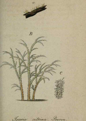Reproducción/Reproduction 8958194053: Deutschlands Flora in Abbildungen nach der Natur :. Nürnberg,1817-