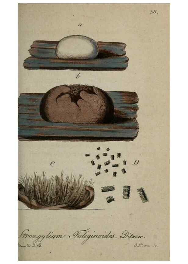 Reproducción/Reproduction 8958195405: Deutschlands Flora in Abbildungen nach der Natur :. Nürnberg,1817-