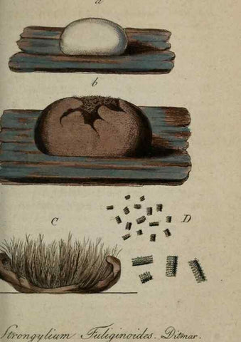 Reproducción/Reproduction 8958195405: Deutschlands Flora in Abbildungen nach der Natur :. Nürnberg,1817-