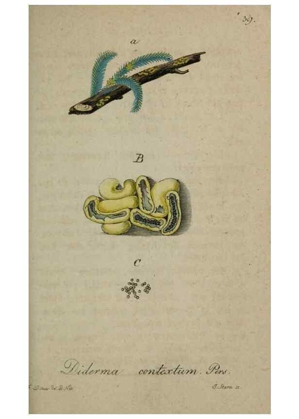Reproducción/Reproduction 8959393906: Deutschlands Flora in Abbildungen nach der Natur :. Nürnberg,1817-