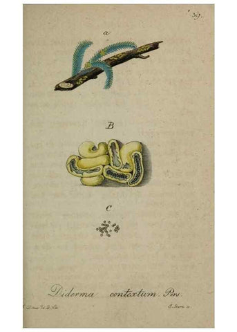 Reproducción/Reproduction 8959393906: Deutschlands Flora in Abbildungen nach der Natur :. Nürnberg,1817-